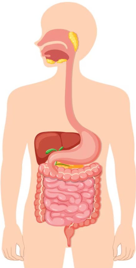 digestive system